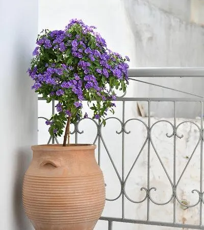 Rina Отель Lefkes (Paros)